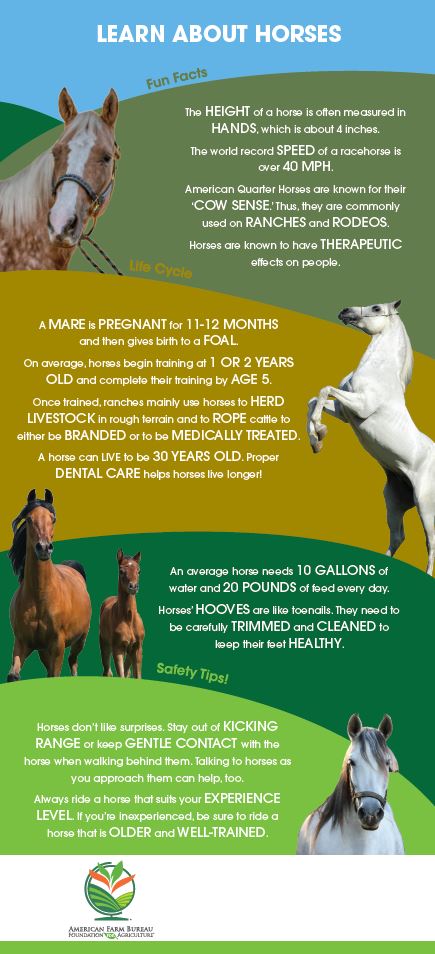 Learn About Horses Barn Banner