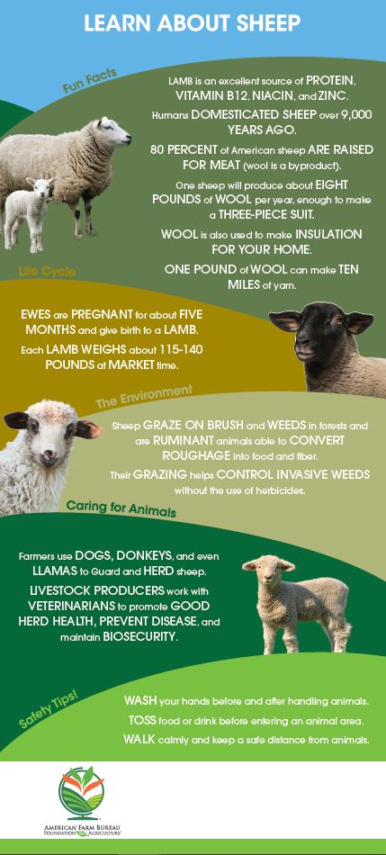 Learn About Sheep Barn Banner